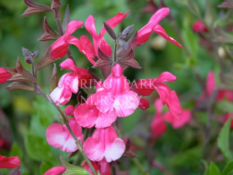 Salvia greggii 'Raspberry Royale' – Spring Park Nursery