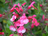 Salvia greggii 'Raspberry Royale' [Sz:100 mm]