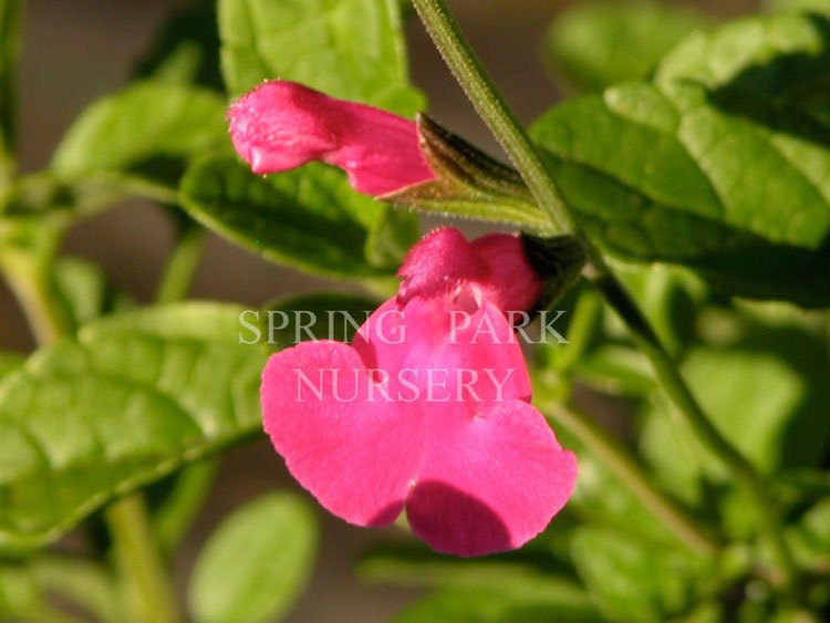 Salvia microphylla 'Cyclamen' [Sz:100 mm]