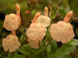 Salvia greggii 'Pumpkin' [Sz:100 mm]