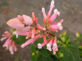 Salvia involucrata 'Pink Icicles' [Sz:100 mm]