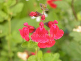 Salvia involucrata 'Joan' [Sz:100 mm]