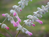Salvia leucantha 'Velour Pink' [Sz:100 mm]