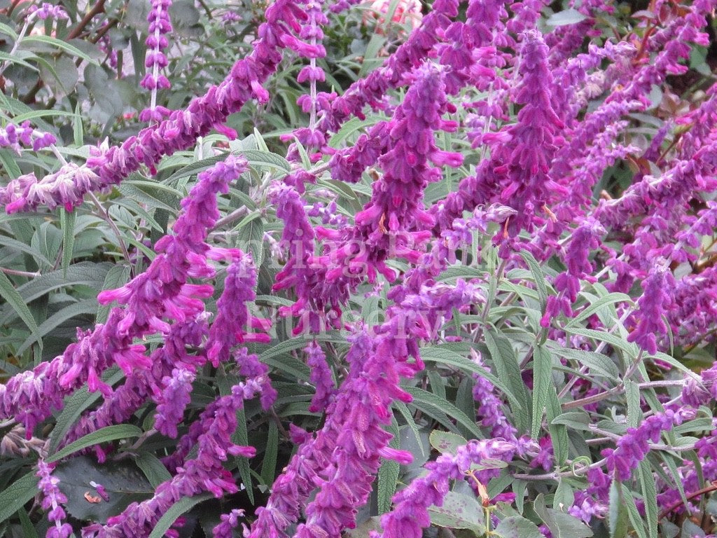 Salvia leucantha 'Midnight' [Sz:100 mm]