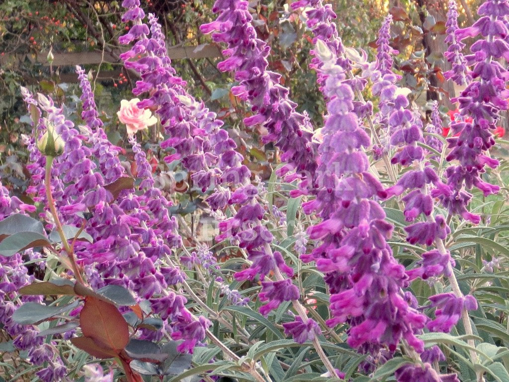 Salvia leucantha 'Midnight' [Sz:100 mm]