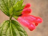 Salvia oxyphora [Sz:100 mm]