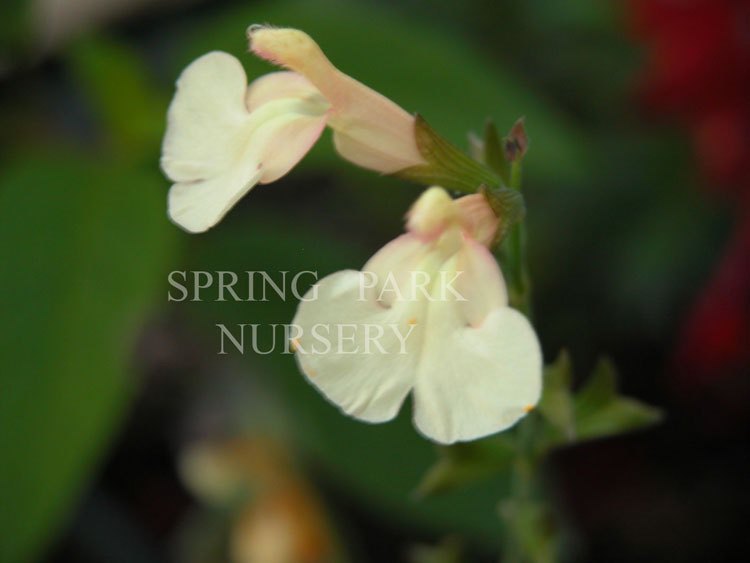 Salvia x jamensis 'La Luna' [Sz:100 mm]