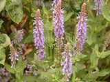 Salvia x sylvestris 'Blue Queen' [Sz:100 mm]