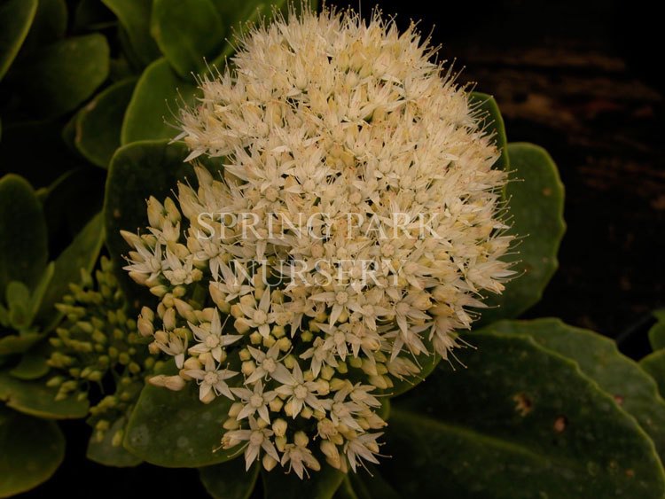 Sedum spectabile 'Iceberg' [Sz:100 mm]