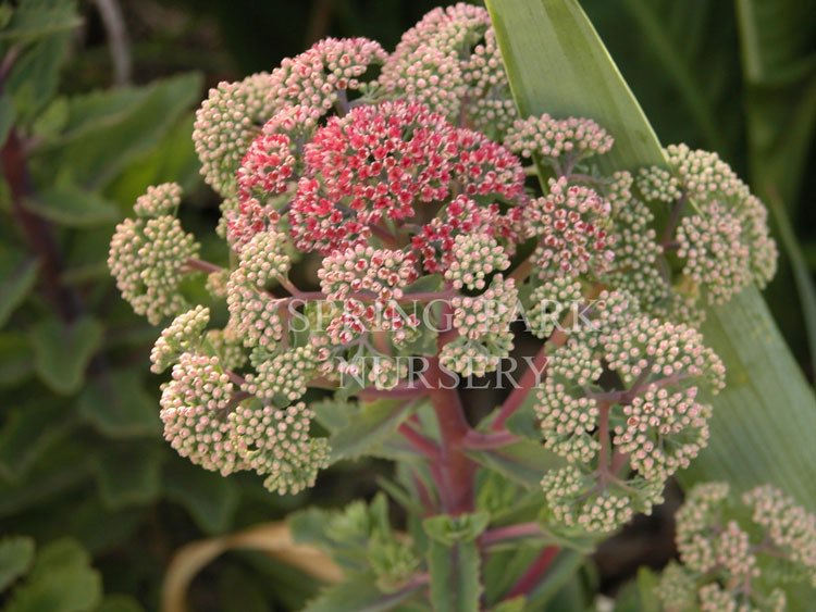 Sedum 'Munstead Red' [Sz:100 mm]