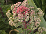 Sedum 'Munstead Red' [Sz:100 mm]