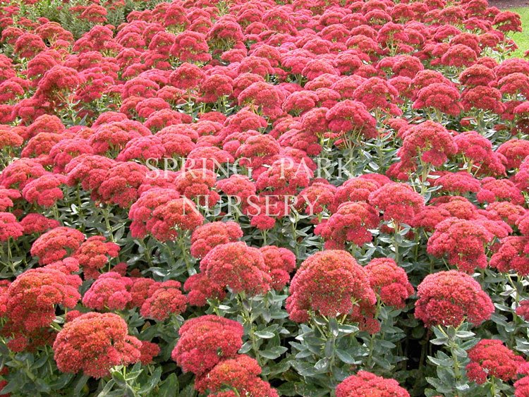 Sedum spectabile 'Autumn Joy' [Sz:100 mm]