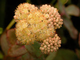 Sedum 'Beth Chatto's Form' [Sz:100 mm]