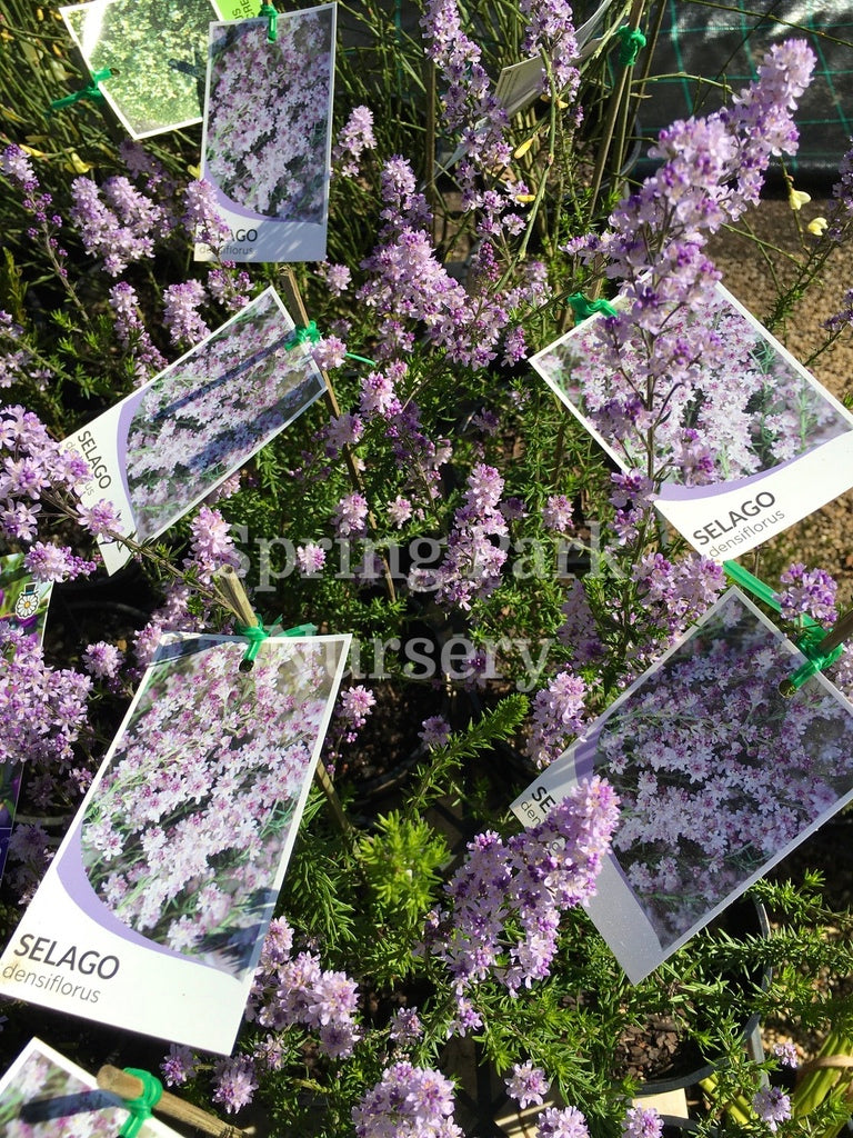 Selago Selago densiflorus – Spring Park Nursery