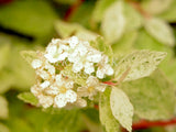 Spiraea x vanhouttei 'Pink Ice' [Sz:100 mm]