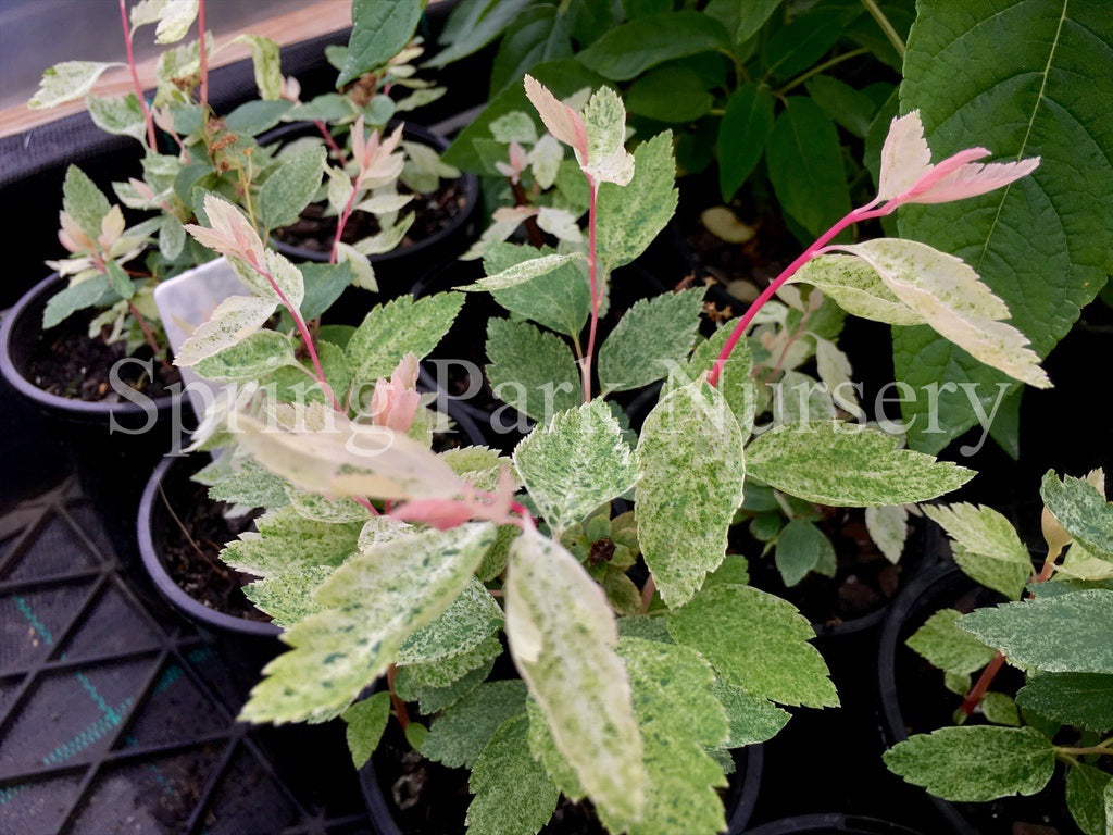 Spiraea x vanhouttei 'Pink Ice' [Sz:100 mm]