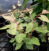 Spiraea x vanhouttei 'Pink Ice' [Sz:100 mm]