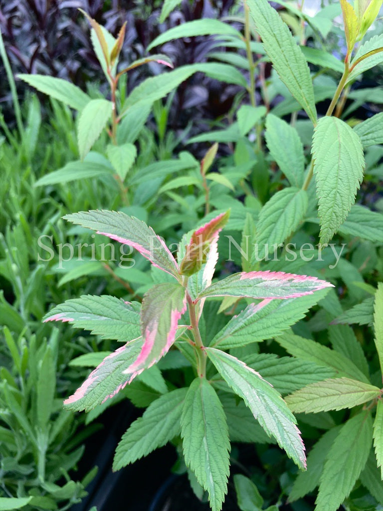 Spiraea japonica 'Anthony Waterer' [Sz:100 mm]