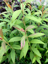 Spiraea japonica 'Anthony Waterer' [Sz:100 mm]