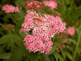 Spiraea japonica 'Anthony Waterer' [Sz:100 mm]