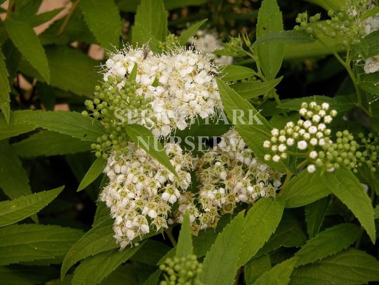 Spiraea japonica 'Albiflora' [Sz:100 mm]