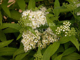 Spiraea japonica 'Albiflora' [Sz:100 mm]