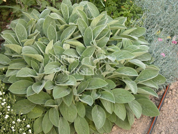 Stachys byzantina 'Big Ears' [Sz:100 mm]