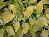 Stachys byzantina 'Primrose Heron' [Sz:100 mm]