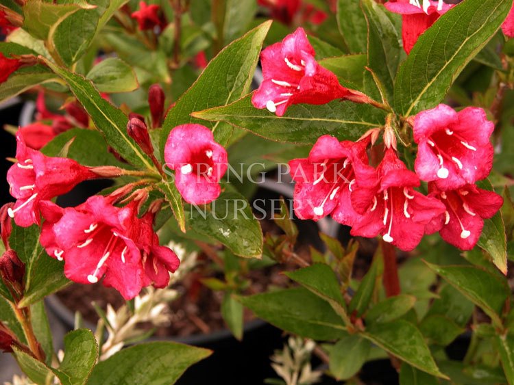 Weigela florida 'Eva Rathkie' [Sz:100 mm]