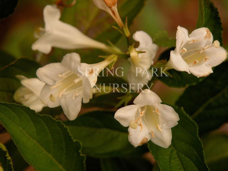 Weigela florida 'Alba' [Sz:100 mm]