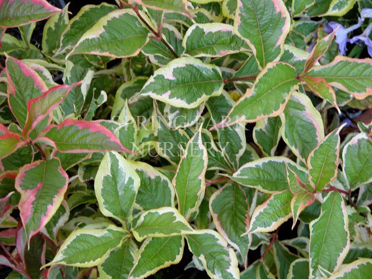 Weigela florida rosea 'Variegated' [Sz:100 mm]