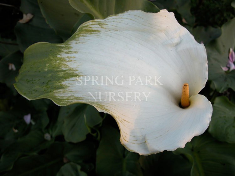 Zantedeschia aethiopica 'Green Goddess' [Sz:100 mm]