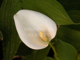 Zantedeschia aethiopica 'Childsiana' [Sz:100 mm]