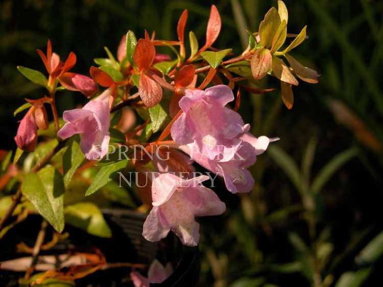 Abelia schumannii [Sz:100 mm]