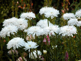 Leucanthemum x superbum 'Aglaia' [Sz:100 mm]