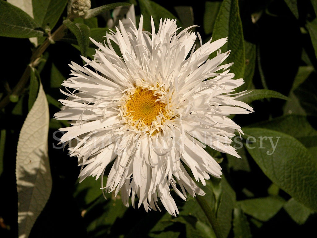 Leucanthemum x superbum 'Aglaia' [Sz:100 mm]