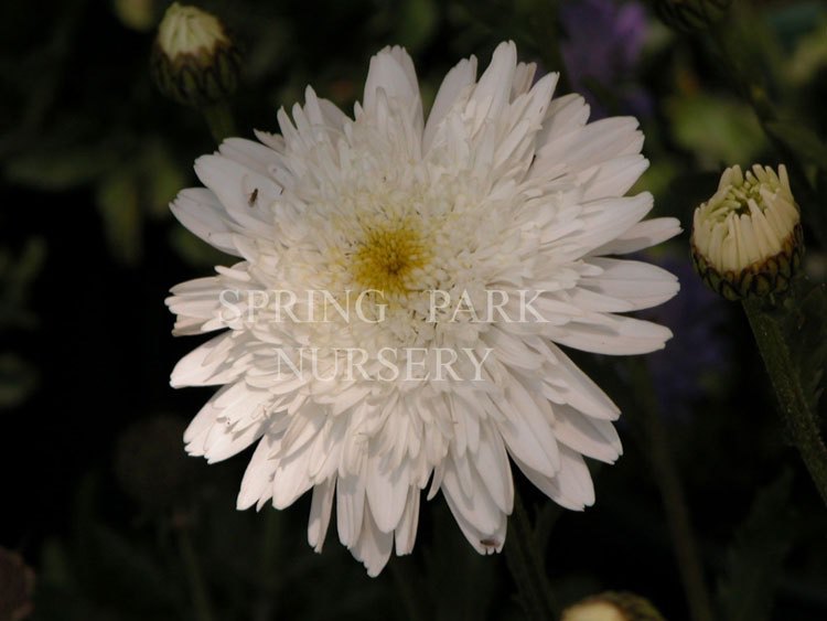 Leucanthemum 'Esther Reed' [Sz:100 mm]