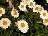 Leucanthemum minimum [Sz:100 mm]