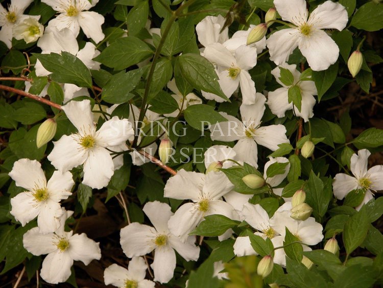 Clematis spooneri 'Snowflake' [Sz:100 mm]