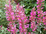 Agastache 'Salmon & Pink' [Sz:100 mm]