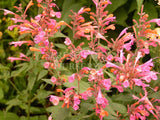 Agastache 'Salmon & Pink' [Sz:100 mm]