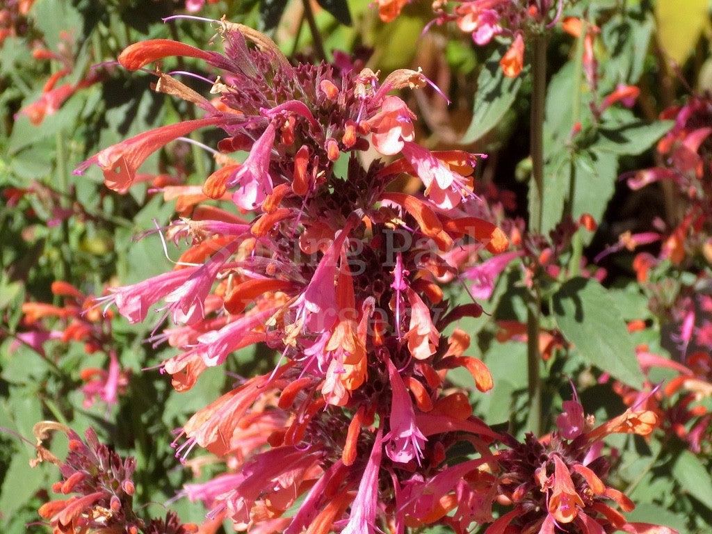 Agastache 'Salmon & Pink' [Sz:100 mm]