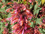 Agastache 'Salmon & Pink' [Sz:100 mm]