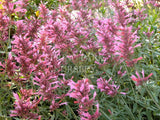 Agastache aurantiaca 'Sweet Lili' [Sz:100 mm]