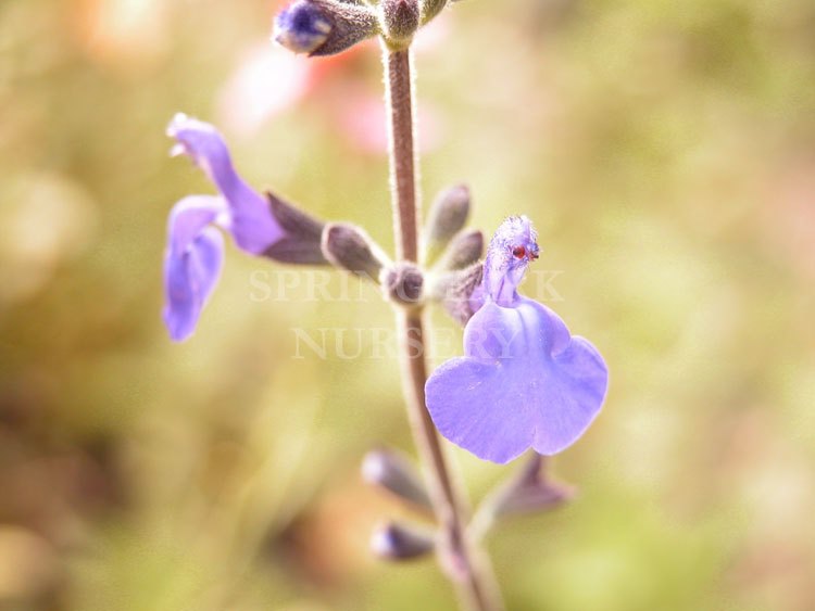 Salvia 'Marine Blue' [Sz:100 mm]