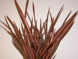 Phormium 'Maori Chief' [Sz:100 mm]