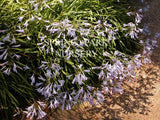 Agapanthus 'Peter Pan' [Sz:100 mm]