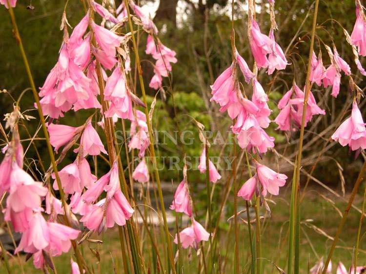 Dierama pulcherrimum [Sz:100 mm]