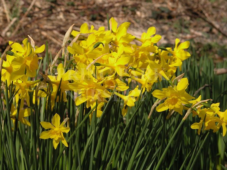 Narcissus x odorus 'Campernell' [Sz:100 mm]