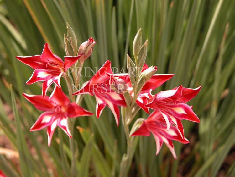 Gladiolus cardinalis [Sz:100 mm]